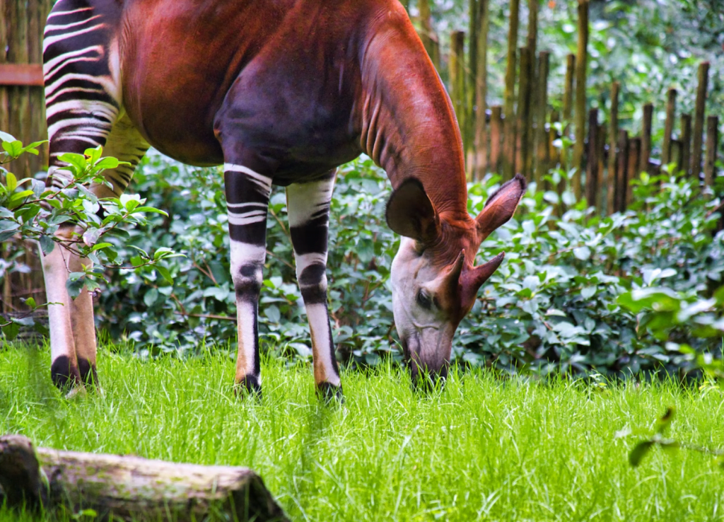 Okapi at the zoo