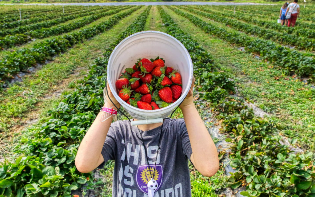 strawberry picking