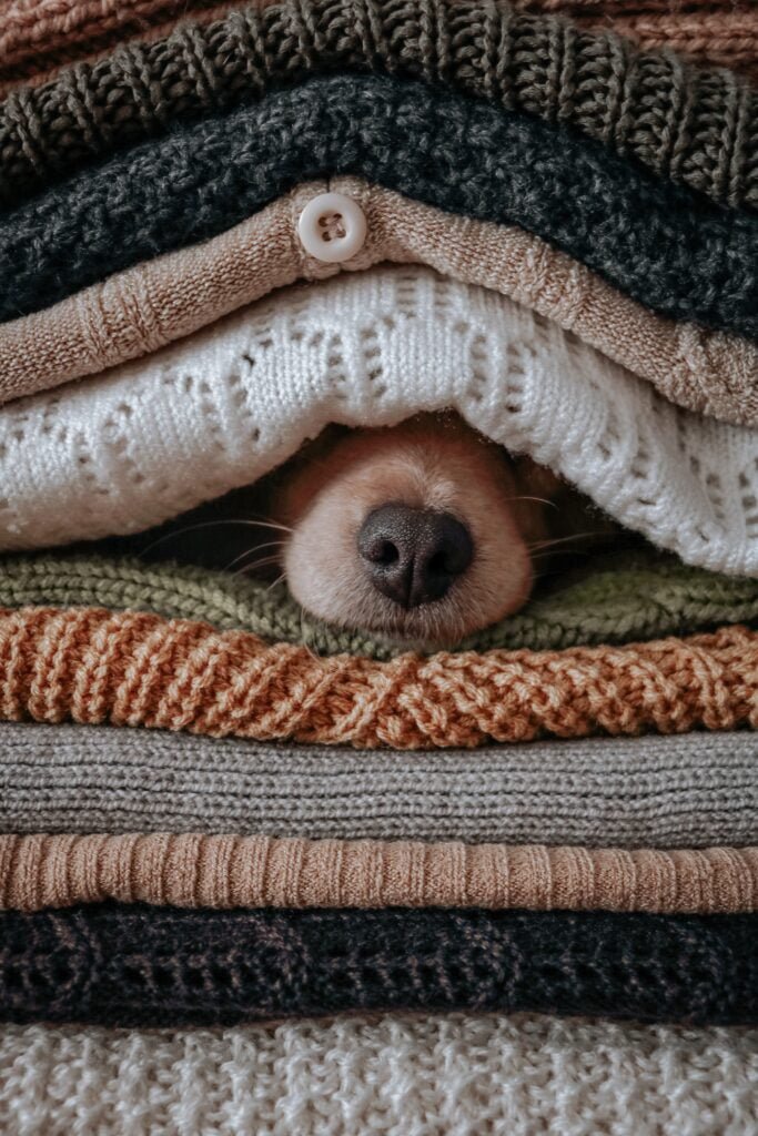 dog nose sticking out of a bunch of blankets