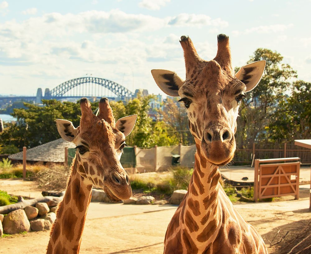 giraffes at taronga zoo with the sydney harbour bridge behind them