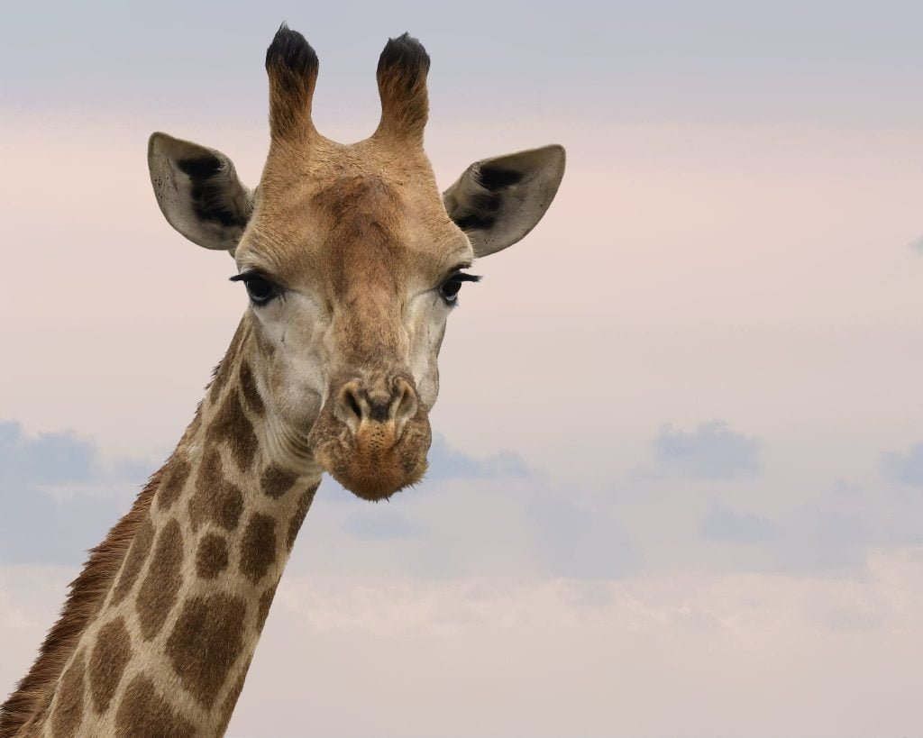 Close-Up Photography of Giraffe