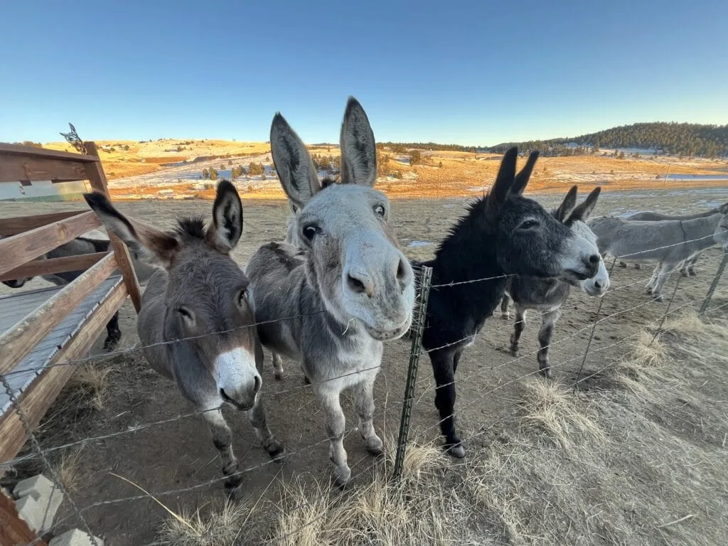 Cripple Creek Donkeys