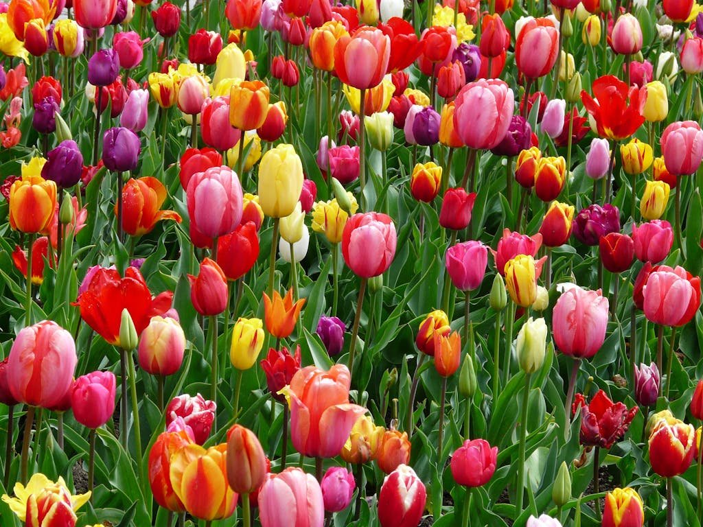 Red Purple and Yellow Tulip Fields