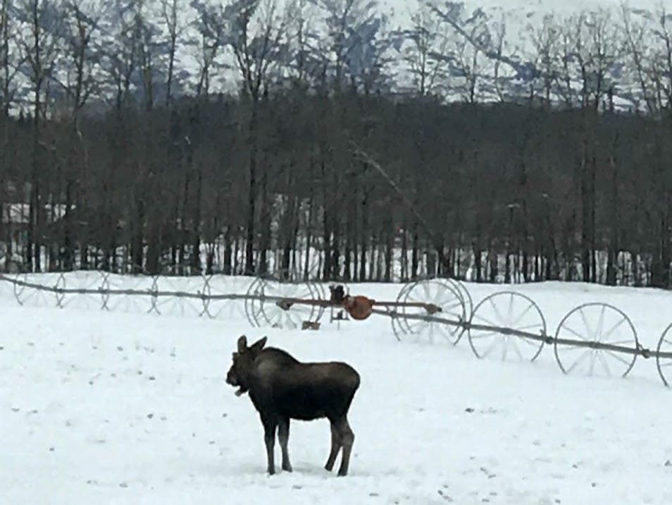 Alaska Moose