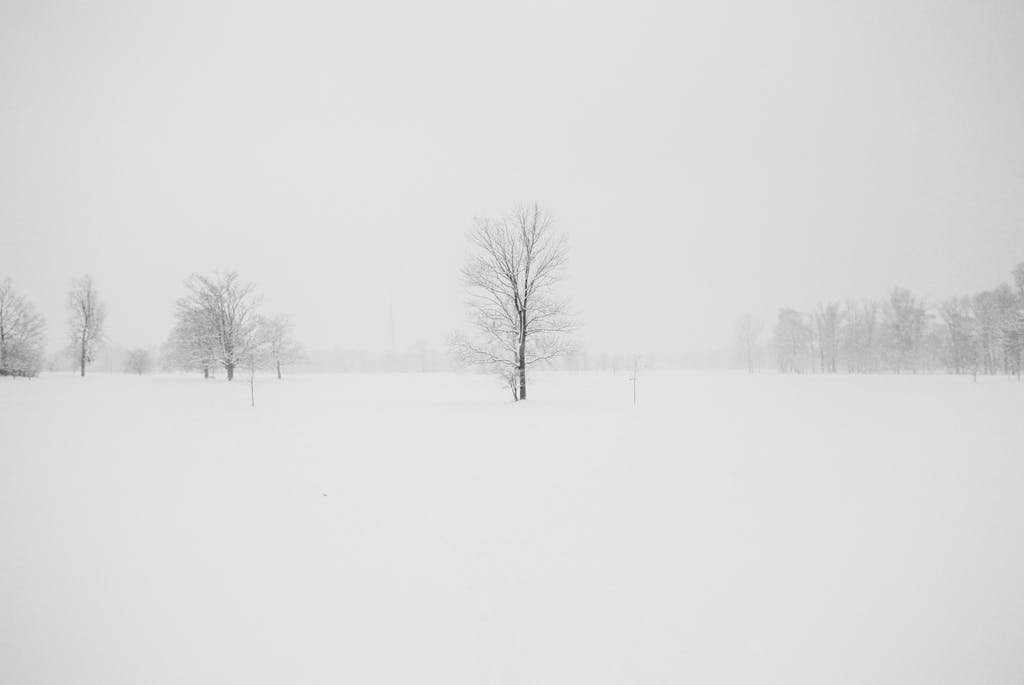 A serene winter landscape featuring snow-covered trees and a snowy field under a foggy sky.