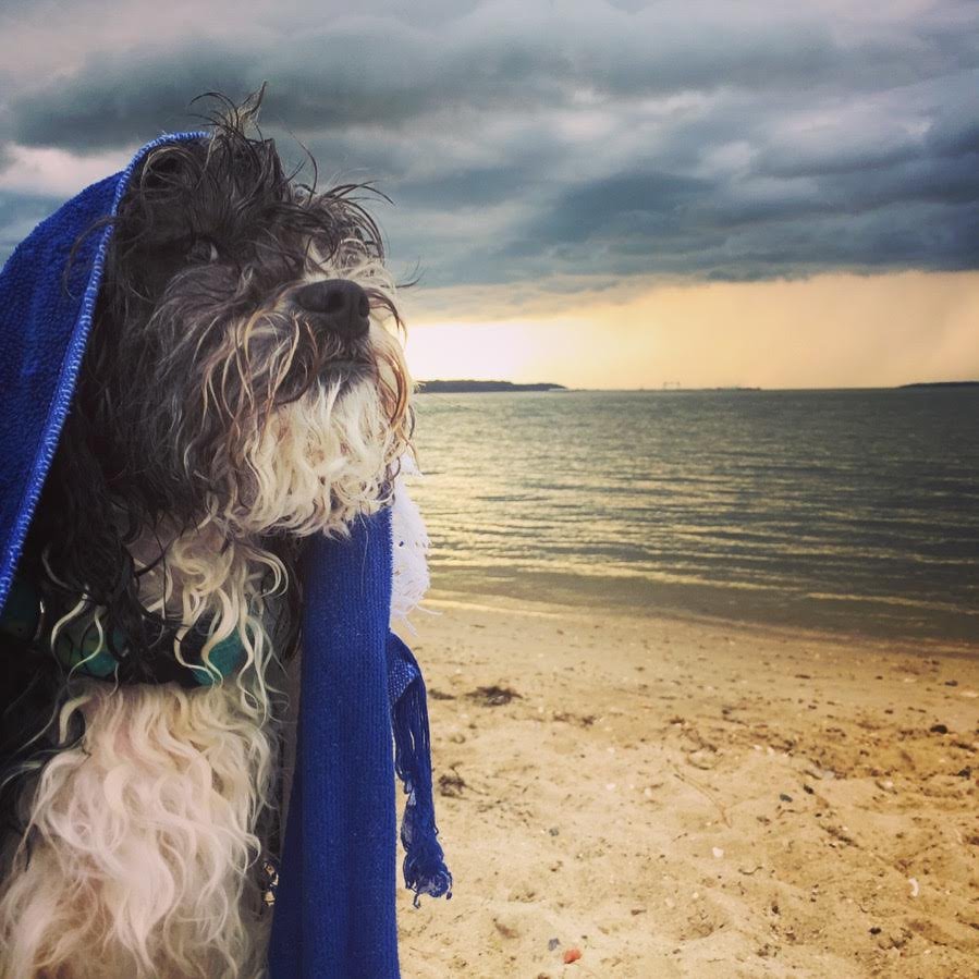 dog beach date