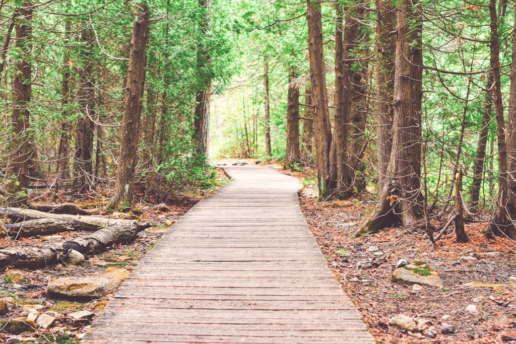 A serene wooden walkway through a vibrant green forest, perfect for nature exploration and tranquility.