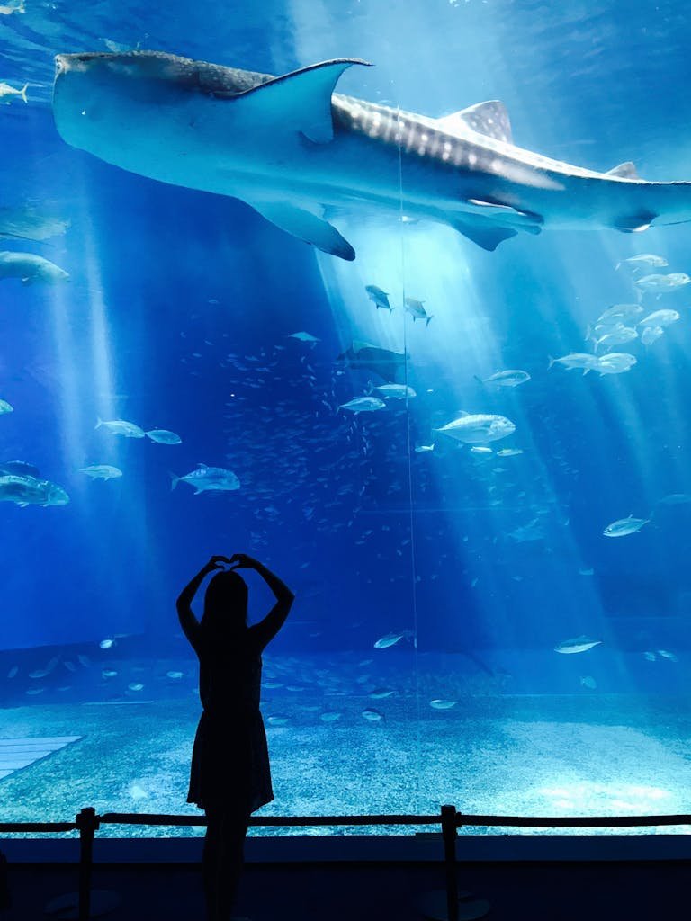 Silhouette of girl admiring a whale shark swimming in a vast aquarium tank, creating a mesmerizing underwater scene.