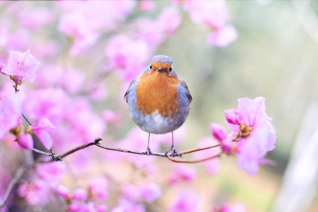 A vibrant European robin perched on a cherry blossom branch in spring.