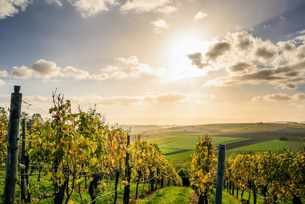 Scenic view of a sunlit vineyard under a bright sky in Lauffen am Neckar, Germany.