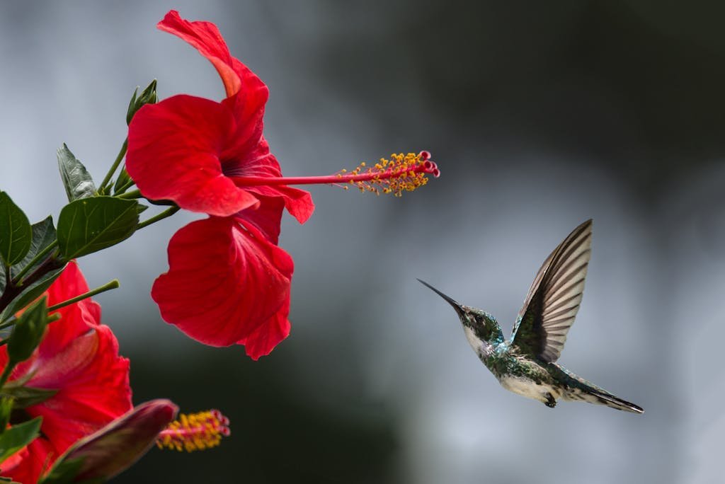 Bird Watching Date Ideas: Cozy, Romantic Ways to Connect in Nature 11 A hummingbird hovers gracefully near a blooming red hibiscus, showcasing nature's delicate beauty.