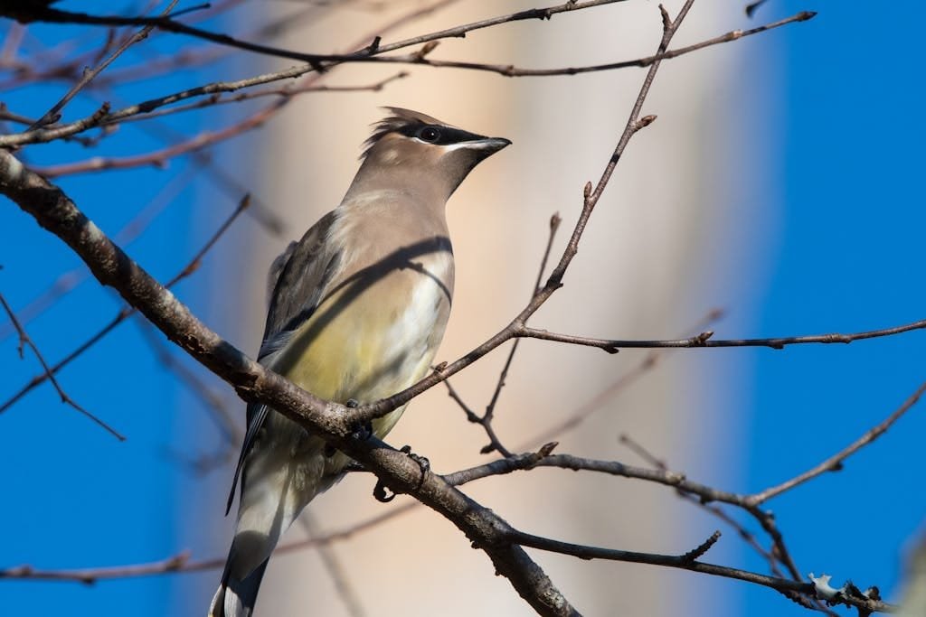 Close-up of a Cedar Waxwing perched on a branch against a bright blue sky, showcasing its colorful plumage.