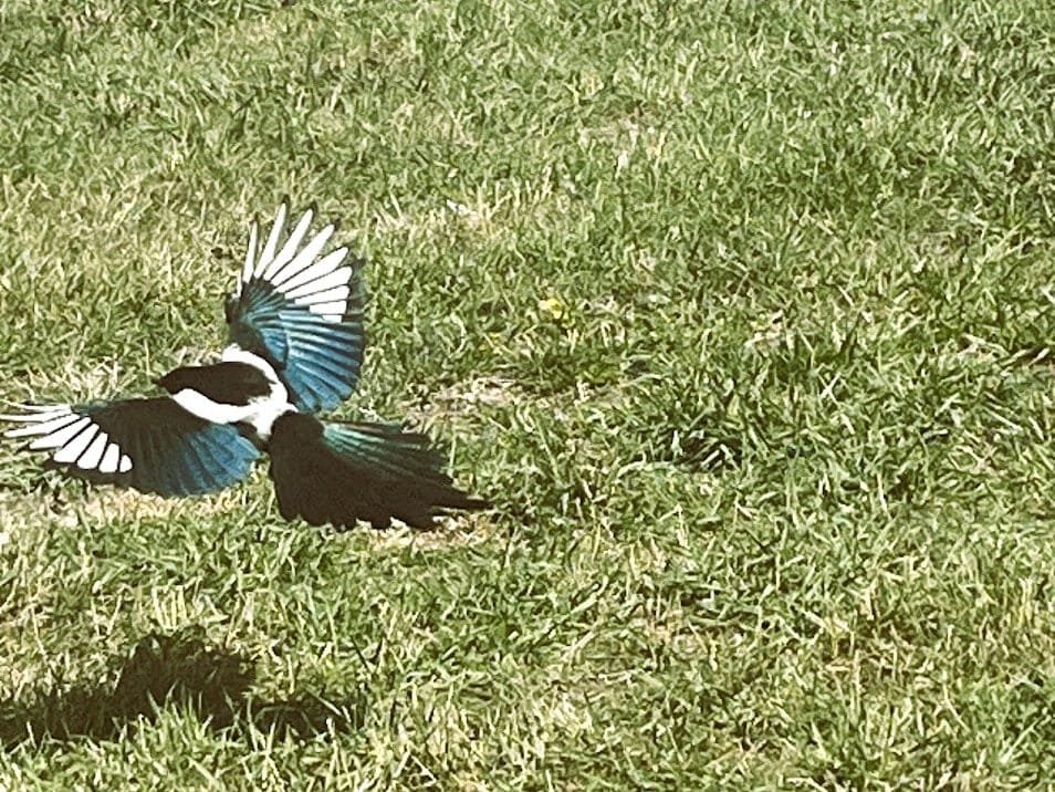 Magpie in our yard on our bird watching date